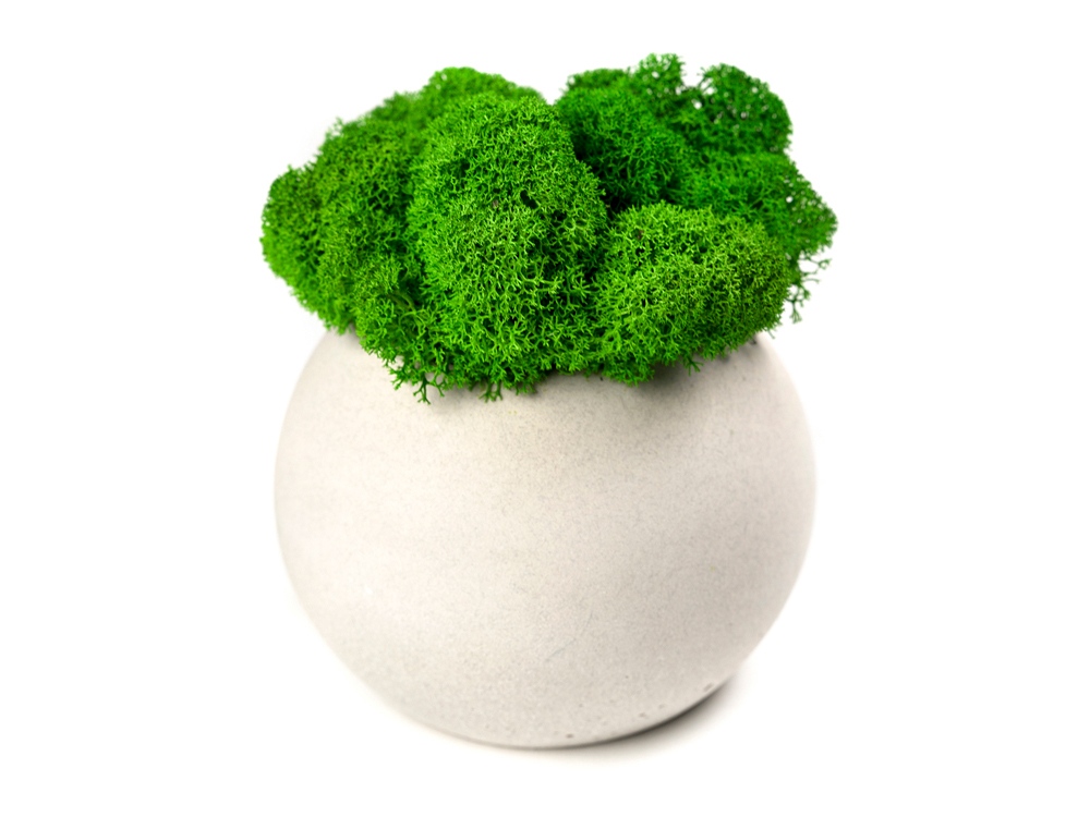 Кашпо бетонное со мхом «Сфера»